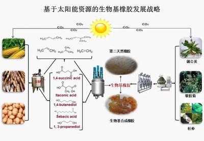 北京化工大學(xué):“十三五”國家重點研發(fā)計劃項目“新型生物基橡膠材料制備技術(shù)與應(yīng)用示范”順利通過項目綜合績效評價
