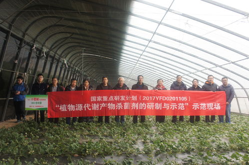 山東省農(nóng)業(yè)科學(xué)院 國家重點(diǎn)研發(fā)計(jì)劃課題 植物源代謝產(chǎn)物殺菌劑的研制與示范 現(xiàn)場觀摩會在濟(jì)南召開