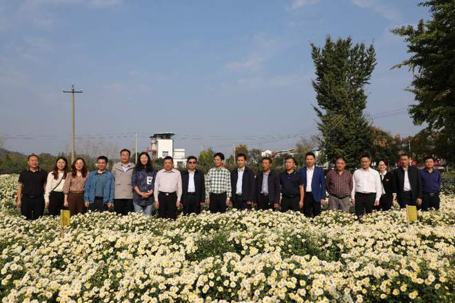 我國科學(xué)家解決福白菊連作難題
