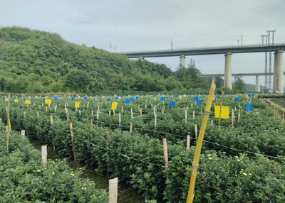 中安在線黃山頻道|喜訊!歙縣溪頭鎮(zhèn)藍(lán)黃板實驗基地試用成功