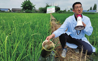 稻田“練兵” 四川植保專家向福壽螺“亮劍”