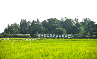 “兩院”院士點(diǎn)贊!稻田里來了一群生物防治“特種兵”