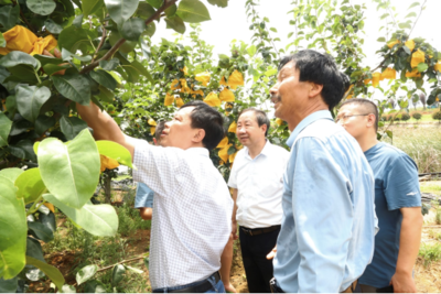 國家梨產(chǎn)業(yè)技術(shù)體系生理障礙崗助力安徽省梨產(chǎn)業(yè)發(fā)展