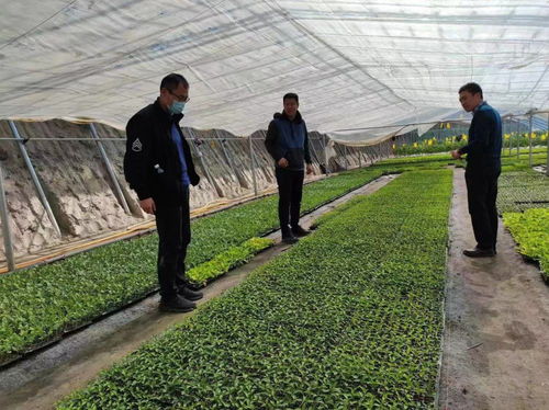 植保新技術(shù)助力番茄產(chǎn)業(yè)高質(zhì)量提升