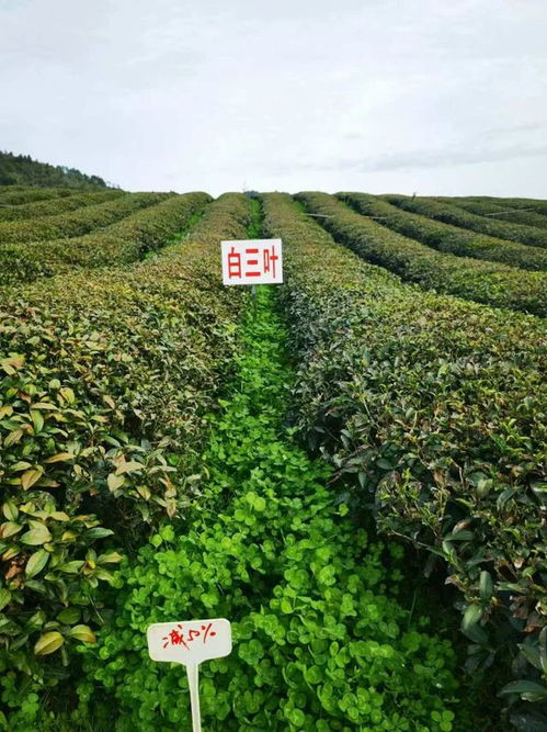 婺源 茶科技 服務護航茶產(chǎn)業(yè)綠色發(fā)展