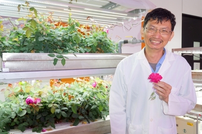 新突破!LED植物工廠成功培育食用玫瑰花