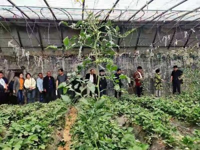 禹城組織種糧大戶參觀CKSB生態(tài)農(nóng)業(yè)