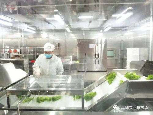 做電器的松下進(jìn)軍蔬菜產(chǎn)業(yè) 你沒看錯(cuò) 產(chǎn)品已經(jīng)上市