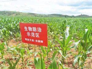 昆明市《農(nóng)作物病蟲害防治條例》宣傳月活動啟動 堅決打贏“蟲口奪糧戰(zhàn)”