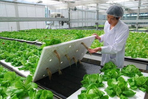 智慧農(nóng)業(yè) 植物工廠,為何萬事俱備,只欠爆發(fā)