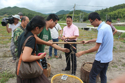 我校太子參連作障礙消減技術(shù)推廣示范再次通過(guò)驗(yàn)收
