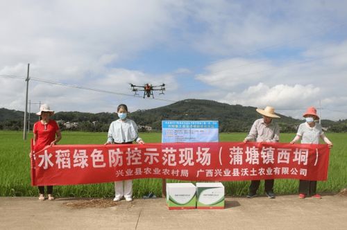 高科技 興業(yè)用無人機統(tǒng)一噴施生物農(nóng)藥作業(yè),輻射區(qū)共10000多畝
