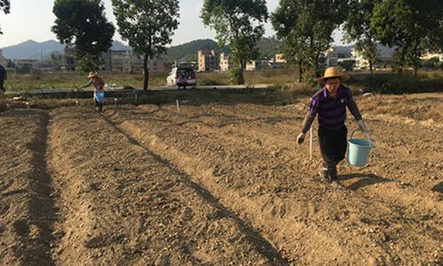 廣東省農技中心主推運用綠僵菌421生物農藥防控害蟲技術