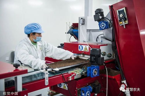 走進(jìn) 植物工廠 探訪現(xiàn)代工廠化智慧育苗基地