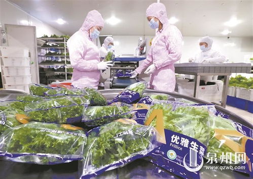 種菜不再 靠天吃飯 無人植物工廠里的 新質(zhì) 密碼