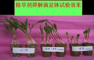 農(nóng)藥殘留微生物降解技術(shù)