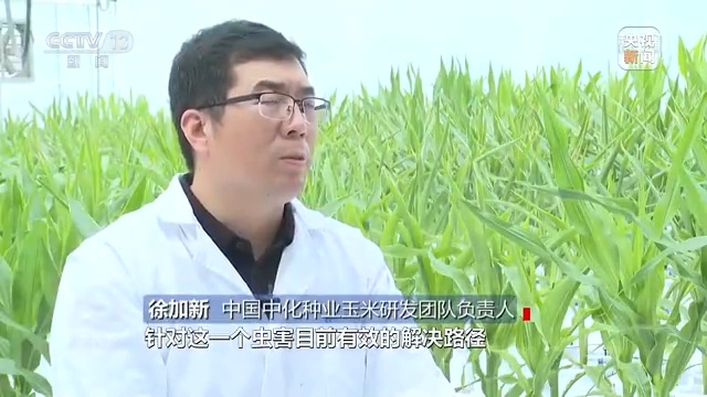 焦點(diǎn)訪談丨飯碗里的“中國芯”--餐桌內(nèi)外看變化