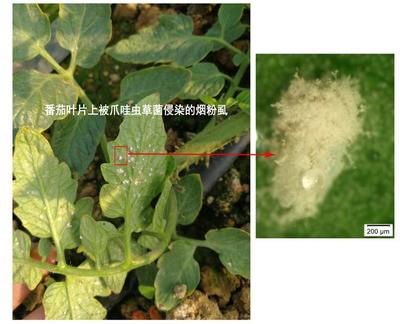 江蘇省農(nóng)科院團(tuán)隊(duì)歷經(jīng)十余年研發(fā)的生物農(nóng)藥已獲登記,意欲尋求科企合作