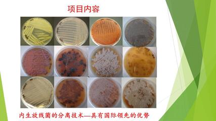 商業(yè)計劃書|新型生物農(nóng)藥--超高活性植物內(nèi)生放線菌的開發(fā)應(yīng)用