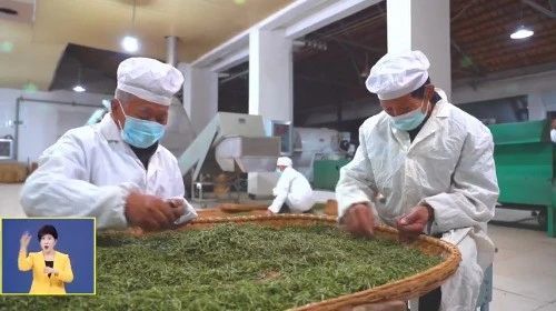 強(qiáng)縣工程看黃岡 茶旅融合讓茶香不怕 巷子深